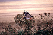 Picture 'KT1_31_23 Augur Buzzard, Buzzard, Tanzania, Ngorongoro'